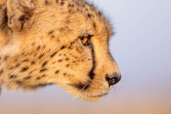 Profil de guépard