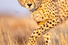 The eyes of the cheetah