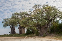 Baine's baobabs