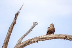 Emilie-Tournier-Photographe-animaliere-Brunoy-stage-photo-France-2