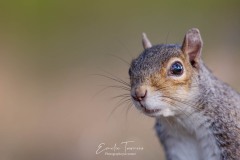 Emilie-Tournier-Photographe-animaliere-Brunoy-stage-photo-France