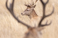 Un air d'entre bois