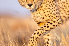 The eyes of the cheetah